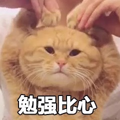 喵喵比心表情包24-