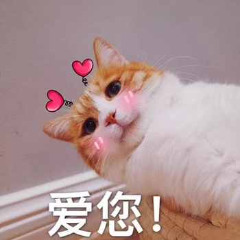 喵喵比心表情包28-