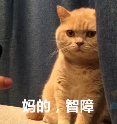 橘猫暗中观察表情包1 -