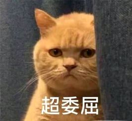 橘猫暗中观察表情包2 -