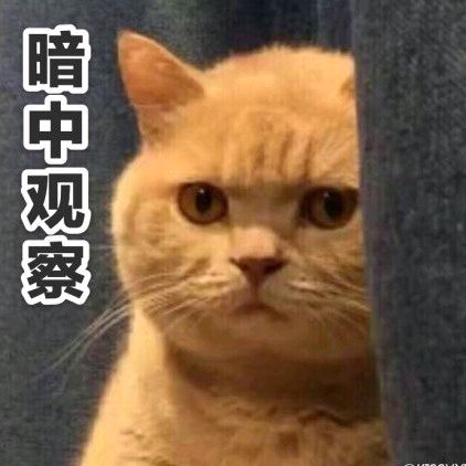 橘猫暗中观察表情包3 -