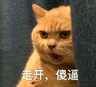 橘猫暗中观察表情包4 -