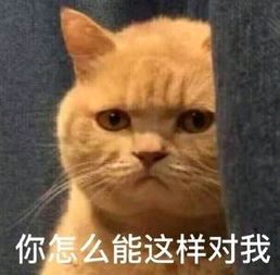 橘猫暗中观察表情包5 