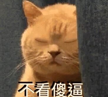 橘猫暗中观察表情包6 