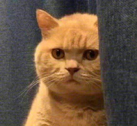 橘猫暗中观察表情包9 -