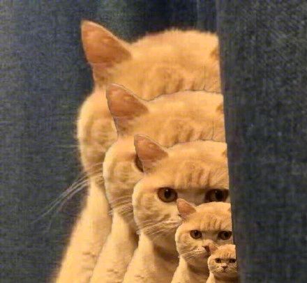 橘猫暗中观察表情包10-