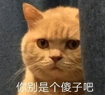 橘猫暗中观察表情包11-