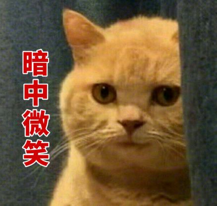 橘猫暗中观察表情包12-