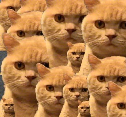 橘猫暗中观察表情包13-
