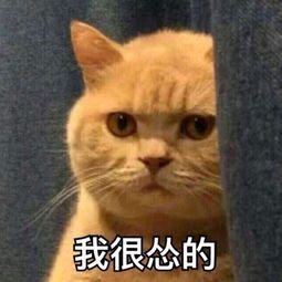 橘猫暗中观察表情包14-