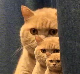 橘猫暗中观察表情包15-