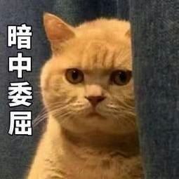 橘猫暗中观察表情包16