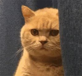 橘猫暗中观察表情包17-