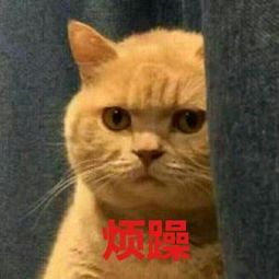 橘猫暗中观察表情包18-