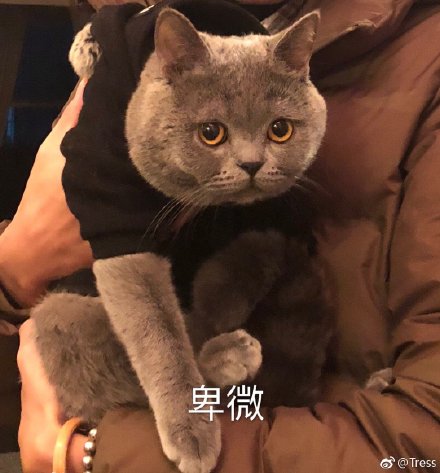 你（我）卑微吗表情包7 