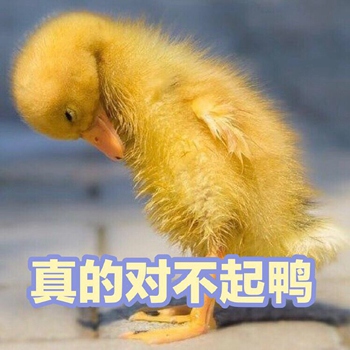 可爱小鸭鸭表情包4-