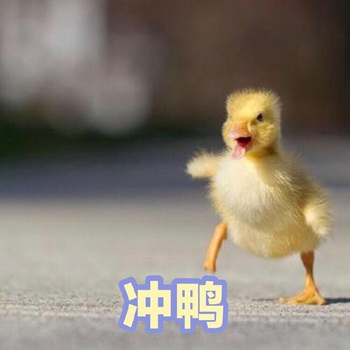 可爱小鸭鸭表情包5-