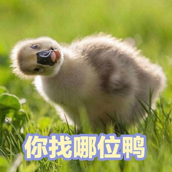 可爱小鸭鸭表情包6-