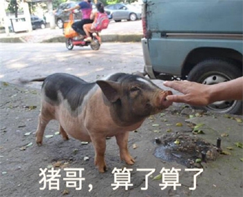 狗哥猫哥鸡哥算了算了表情包3-