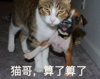 狗哥猫哥鸡哥算了算了表情包4-