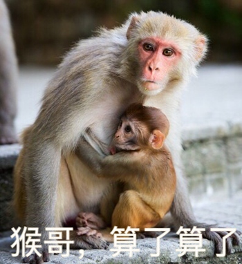 狗哥猫哥鸡哥算了算了表情包7-