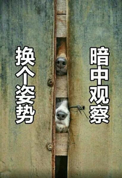 狗子搞笑暗中观察-3 