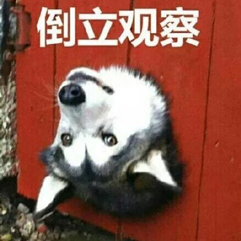 狗子搞笑暗中观察-1 