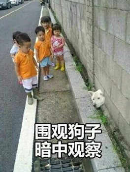 狗子搞笑暗中观察-4 