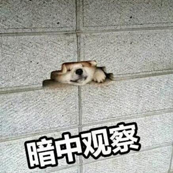 狗子搞笑暗中观察-8 