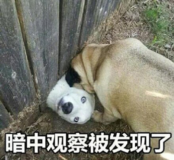 狗子搞笑暗中观察-9 