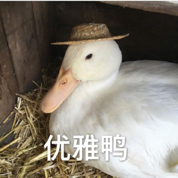 优雅鸭-