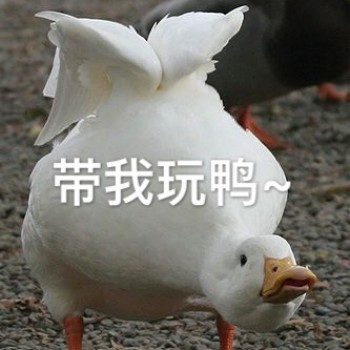 带我玩鸭-