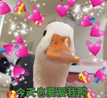 今天也要爱我鸭