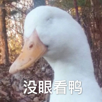 没眼看鸭-