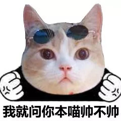 猫脸熊猫人表情包-我就问你本猫帅不帅-