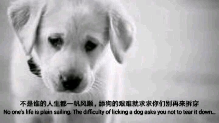 舔狗表情包-5 -