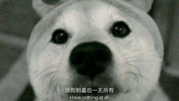 舔狗表情包-2 -