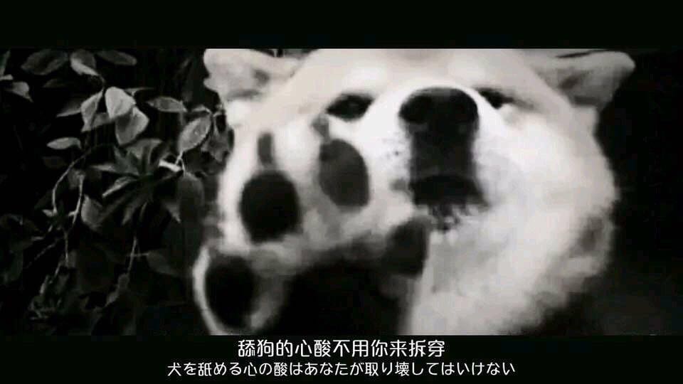 舔狗表情包-4 -