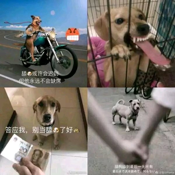 舔狗表情包-9 