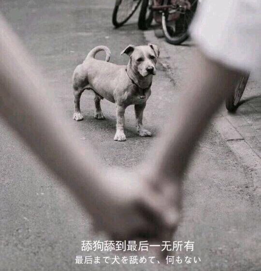 舔狗表情包-22-