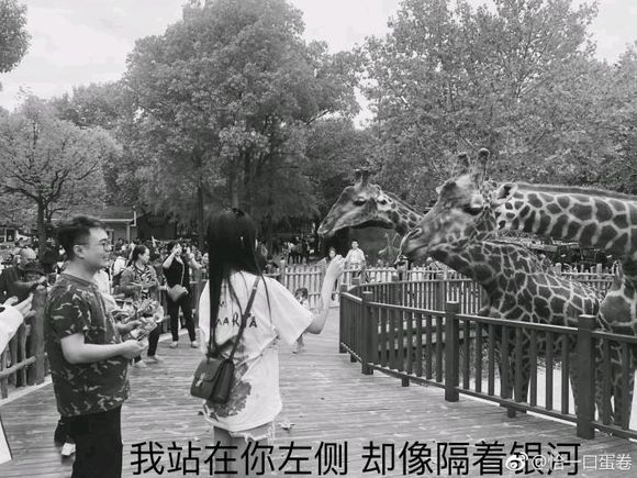 舔狗表情包-3 -