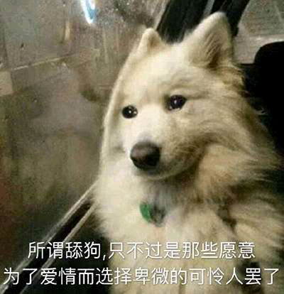 舔狗表情包-6 -