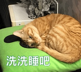 喵喵晚安表情包-10