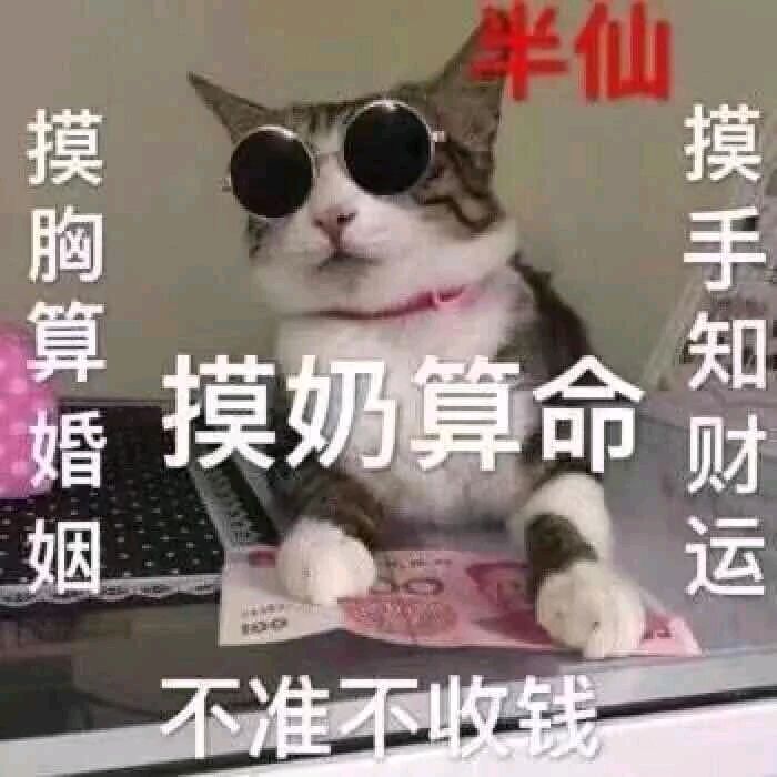 猫半仙：摸奶算命不准不要钱-猫咪,污,算命
