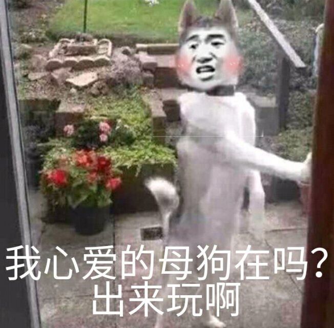 我心爱的母狗在马？出来玩啊-狗,搞笑,出来玩