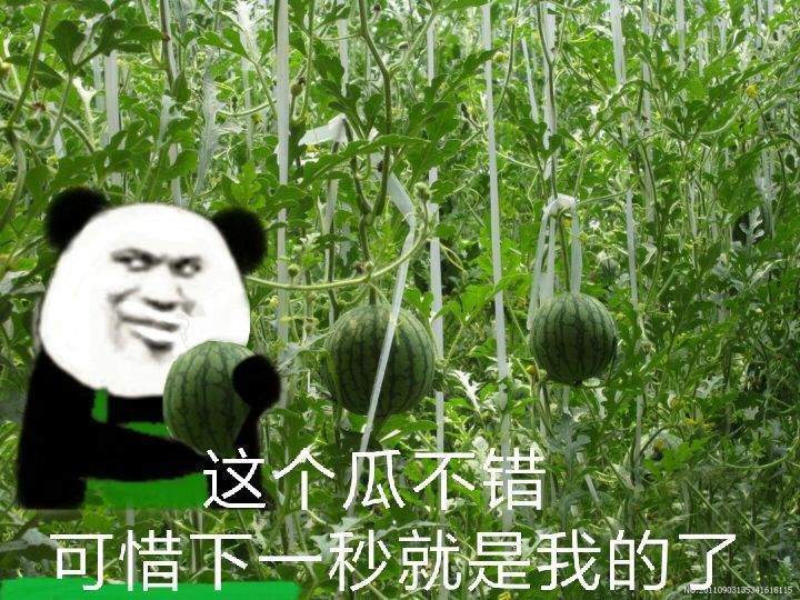 熊猫头偷西瓜?：这个瓜不错，可惜下一秒就是我的了-熊猫头,西瓜,搞笑