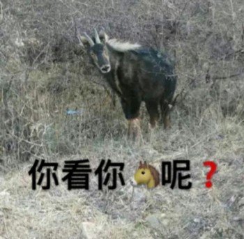 马看着你：你看你马?呢-马,搞笑,骂人