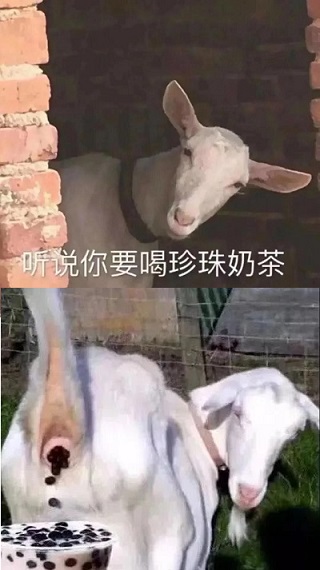 听说你要喝珍珠奶茶（其实是羊屎）-恶搞,羊,奶茶