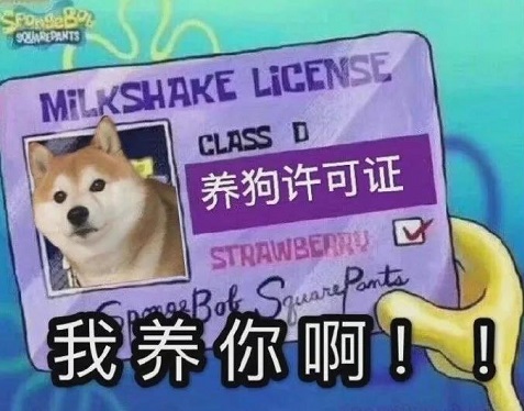 养狗许可证：我养你啊_柴犬-海绵宝宝,狗