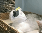 是谁在放屁-猫咪,放屁,gif,动图